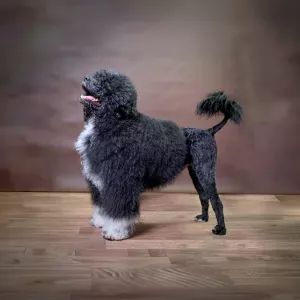 Náš miláček a tester podlah Orion The Black King